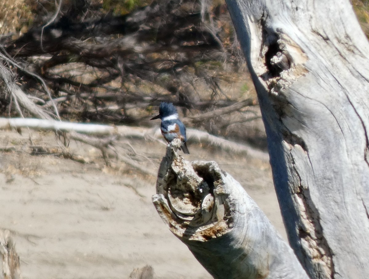 Belted Kingfisher - ML625417535