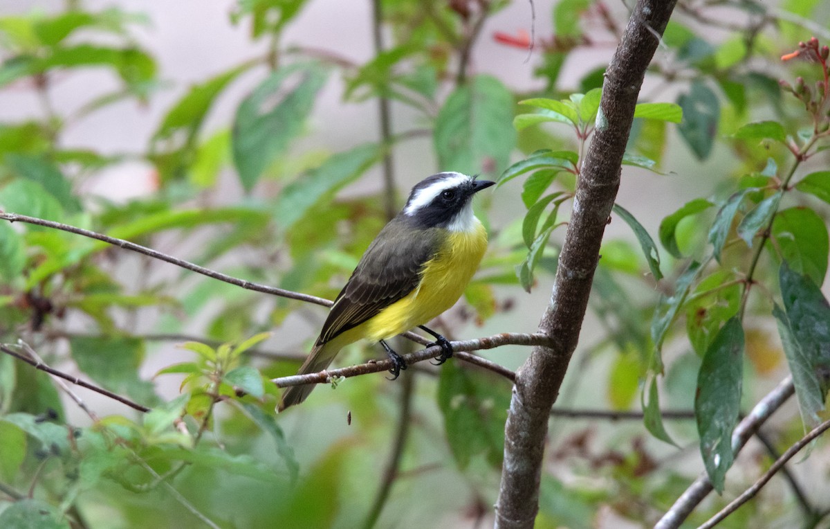 Social Flycatcher - ML625417561