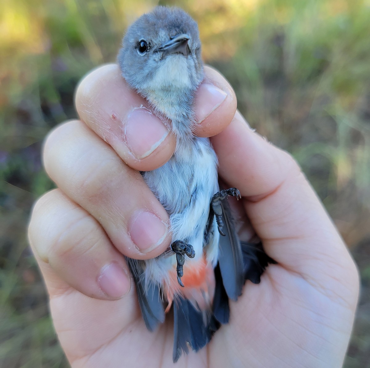 Mistletoebird - Elaine Tan