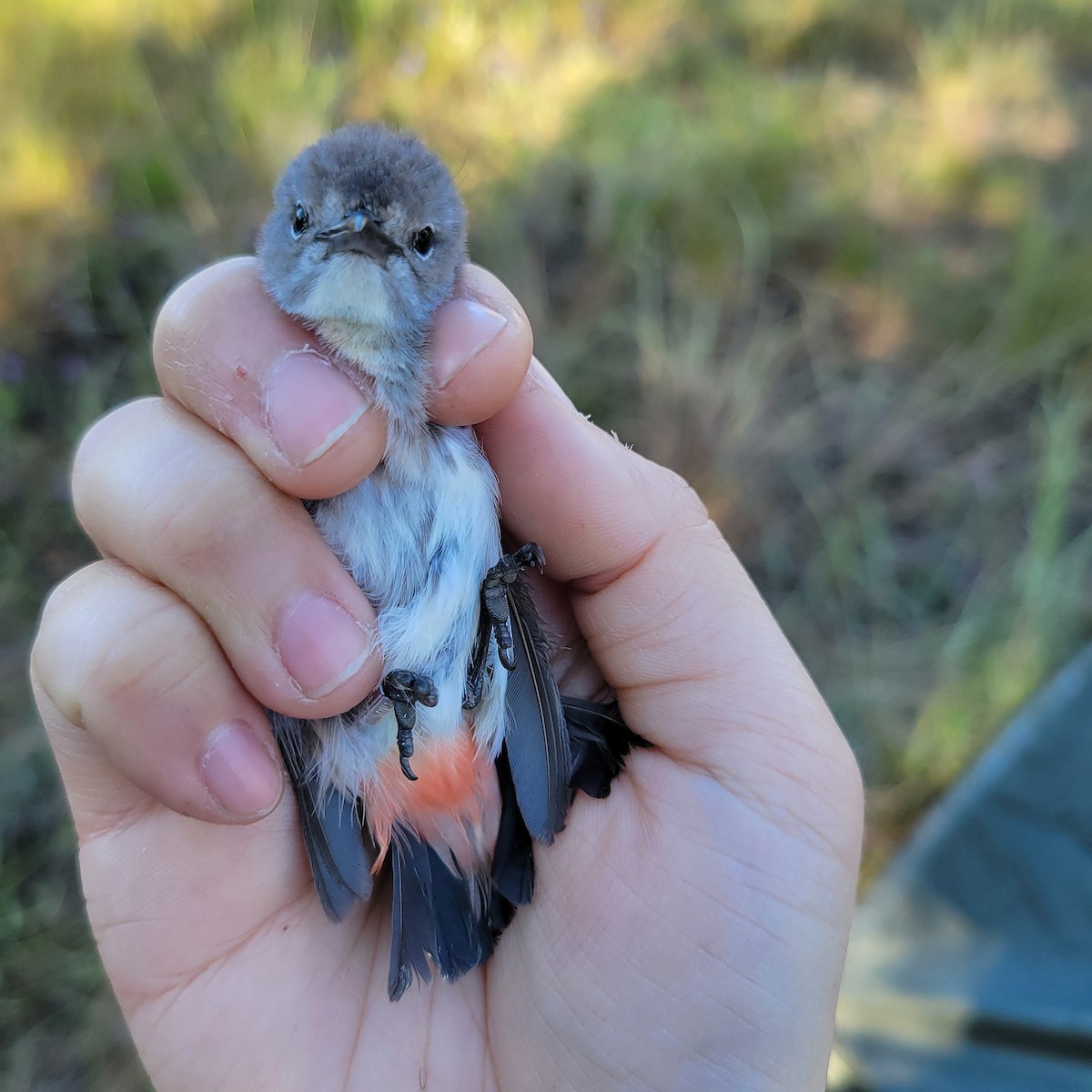 Mistletoebird - ML625417752