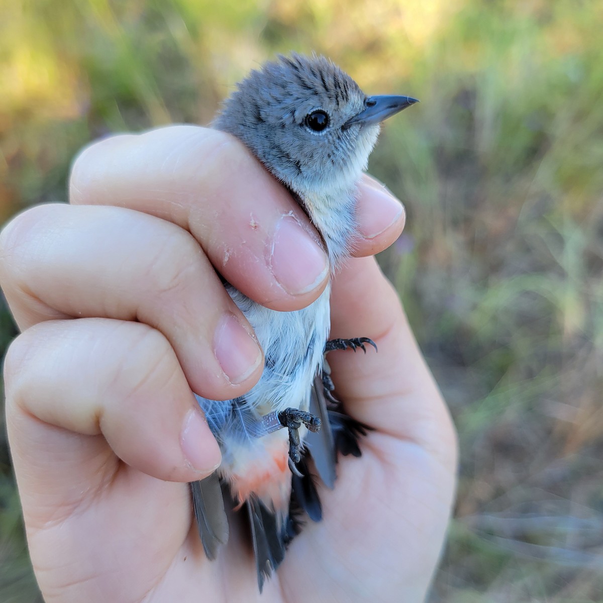 Mistletoebird - ML625417753