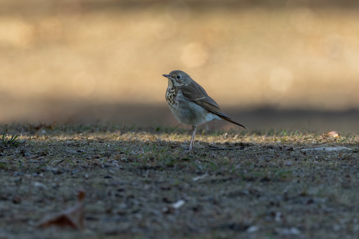Hermit Thrush - ML625417754