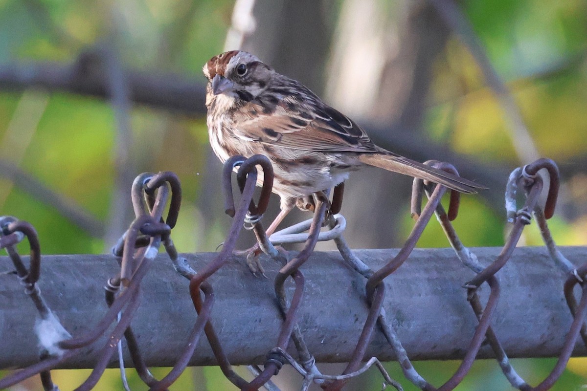 Song Sparrow - ML625417759
