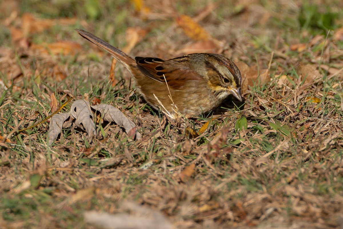 Swamp Sparrow - ML625417806