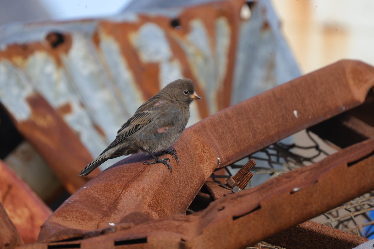 Gray-crowned Rosy-Finch (Aleutian and Kodiak Is.) - Tim Lenz