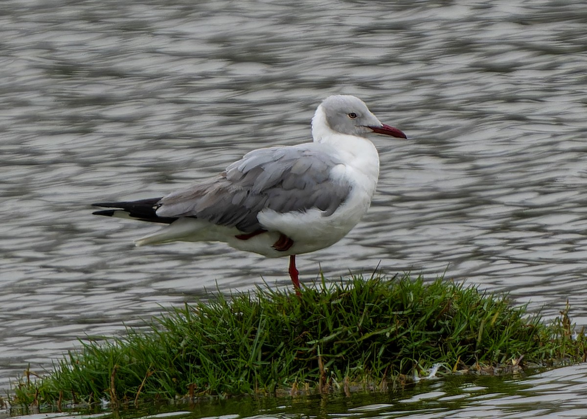 Gray-hooded Gull - ML625417891