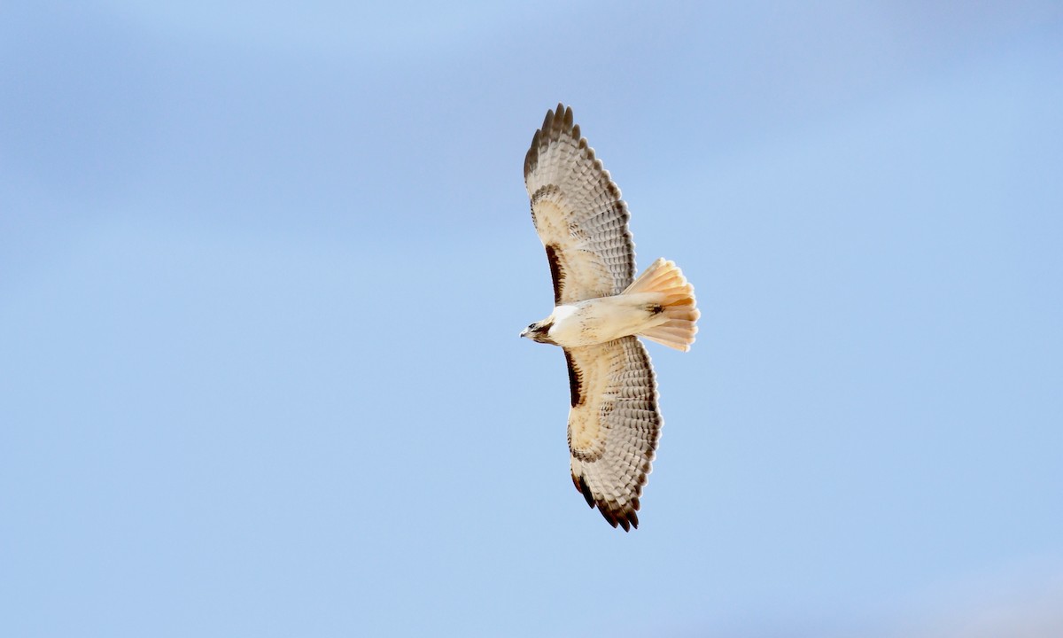 Red-tailed Hawk (fuertesi) - ML625417971