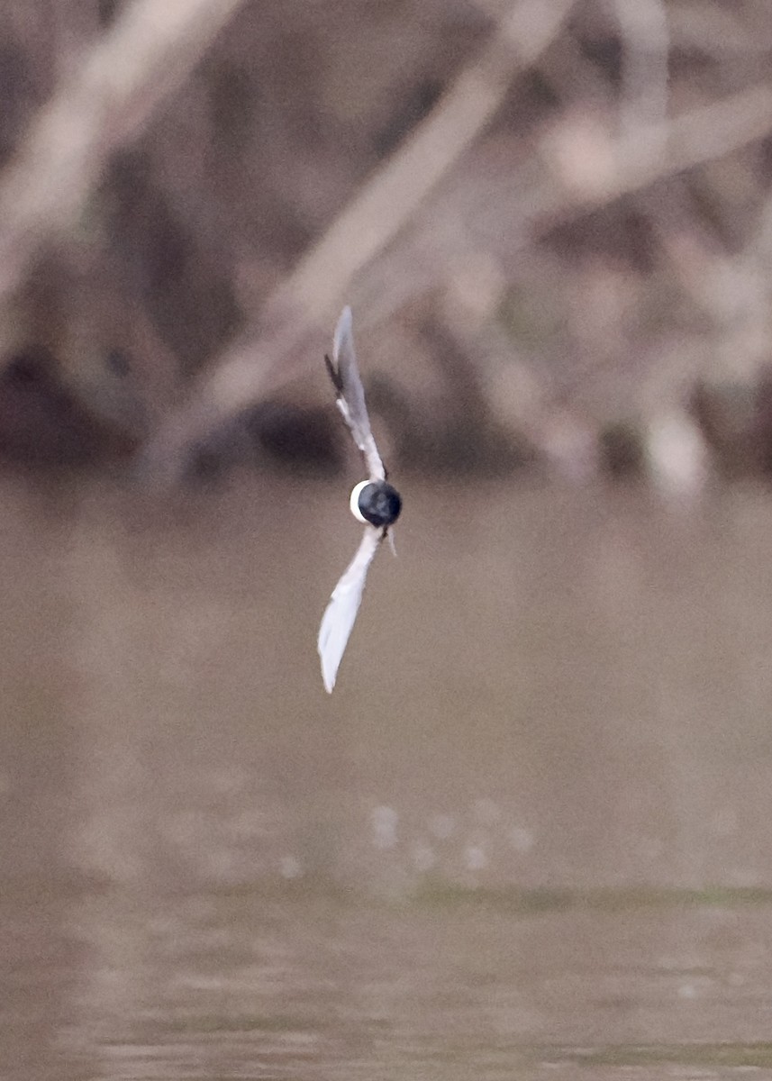 White-banded Swallow - ML625417978