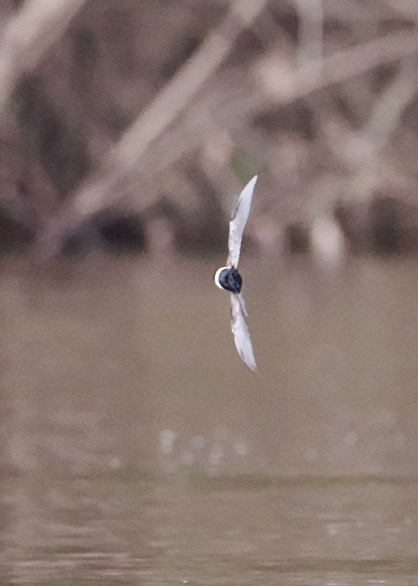 White-banded Swallow - Peder Svingen