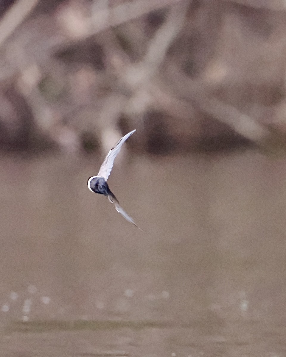 White-banded Swallow - ML625417980