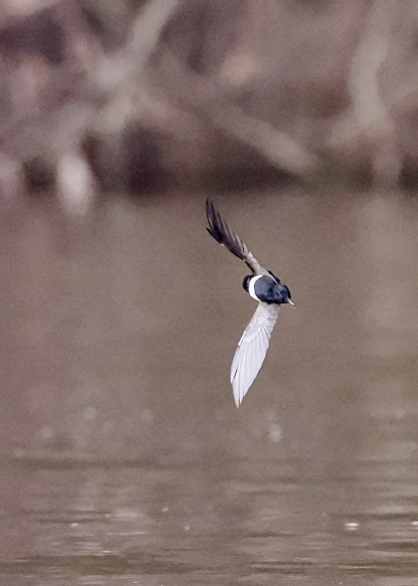 White-banded Swallow - Peder Svingen