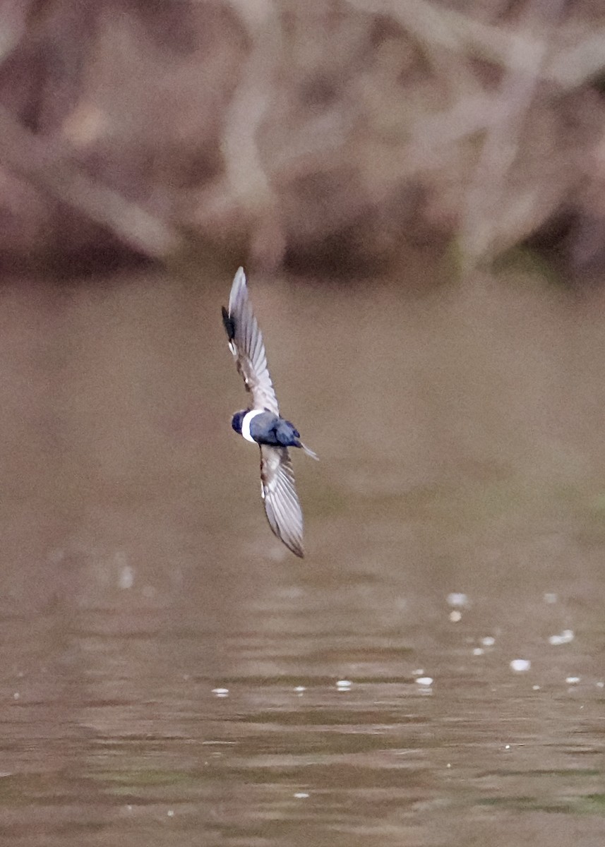 Golondrina Fajiblanca - ML625417982