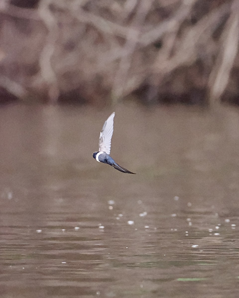 White-banded Swallow - ML625417983