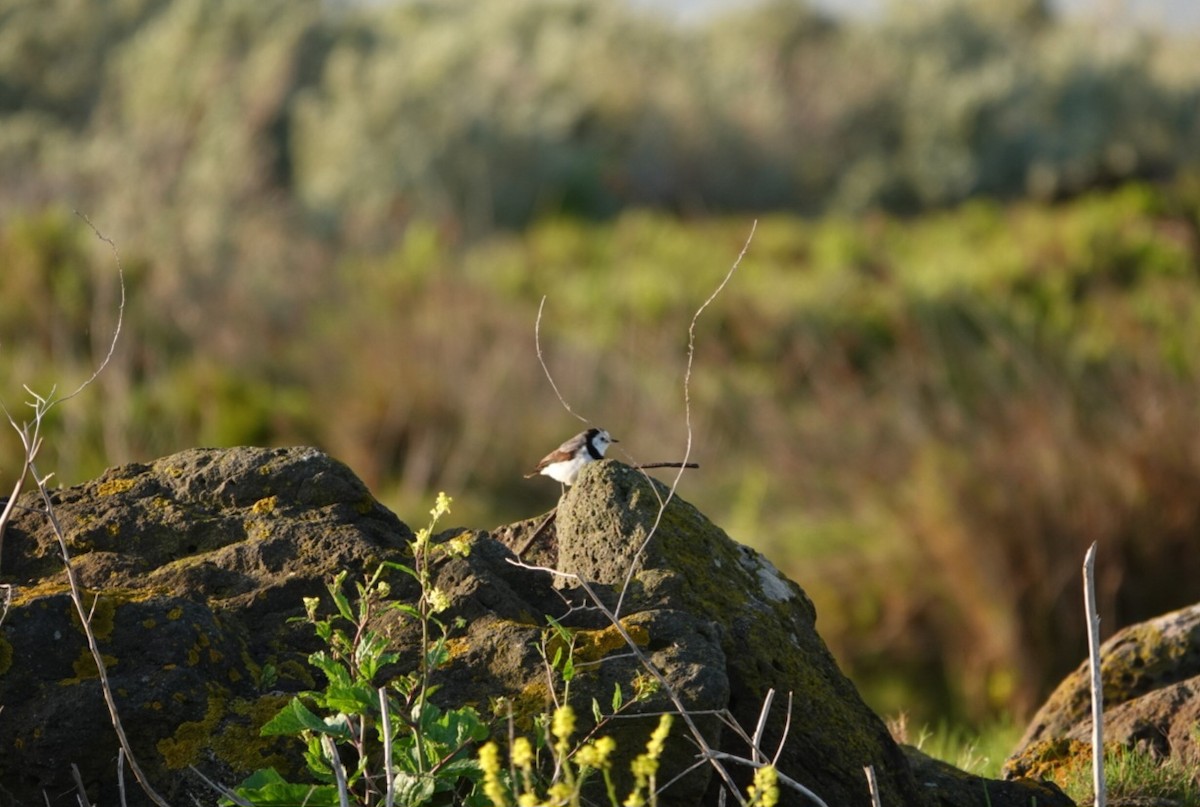 White-fronted Chat - Jude Friesen