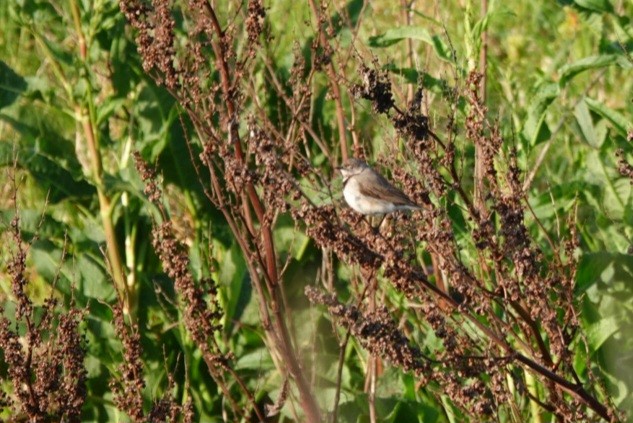 White-fronted Chat - ML625418046