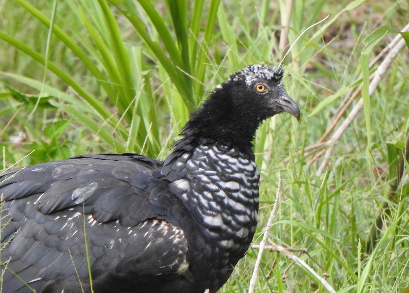 Horned Screamer - ML625418048