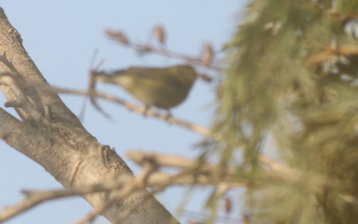 Tennessee Warbler - ML625418349