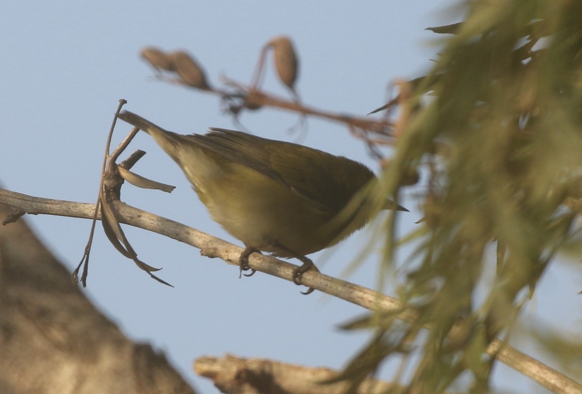 Tennessee Warbler - ML625418350