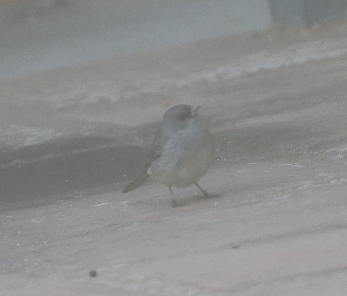 Dark-eyed Junco (Gray-headed) - ML625418359