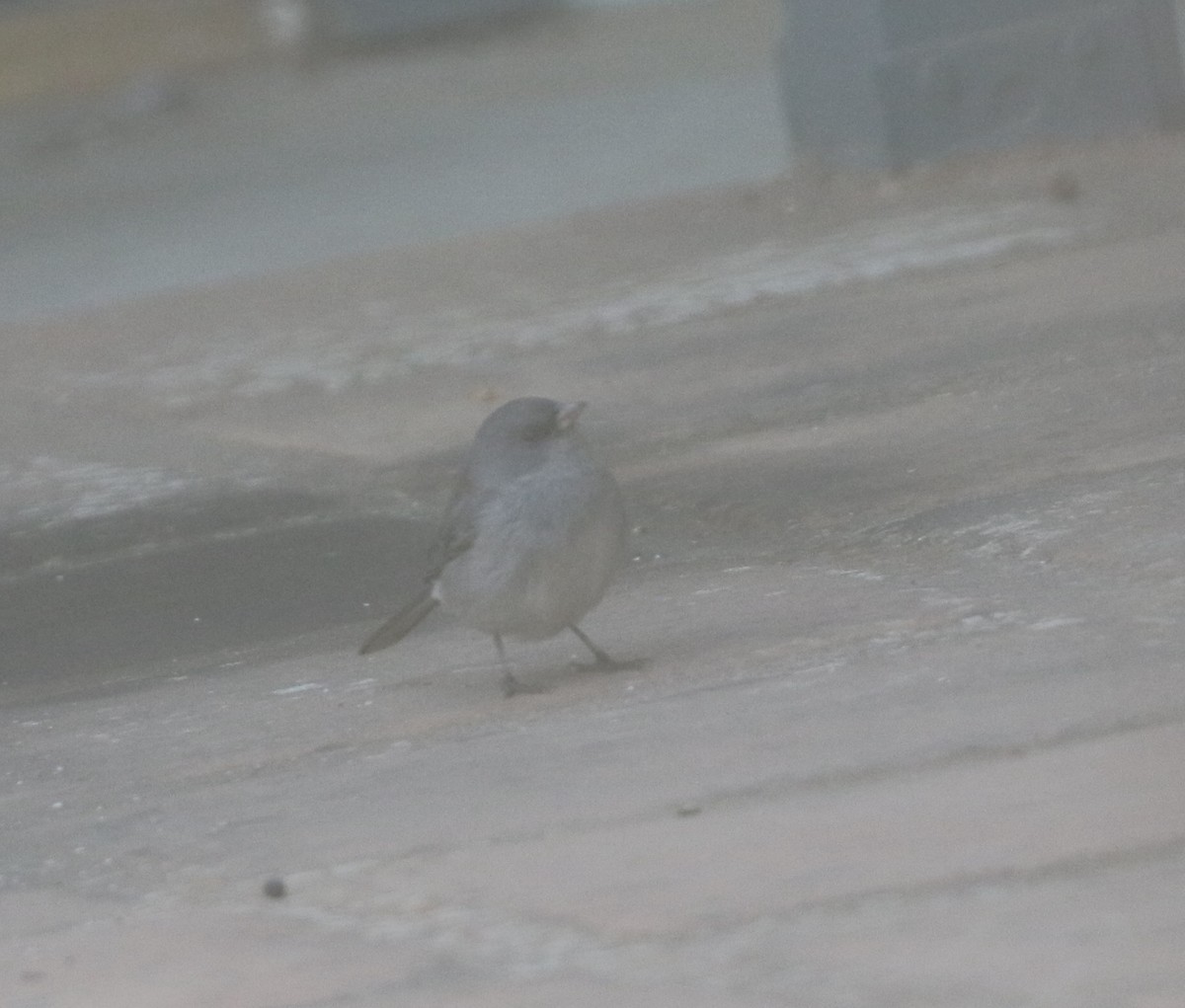 Dark-eyed Junco (Gray-headed) - ML625418360