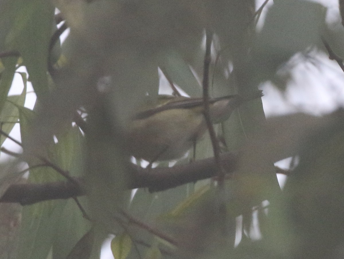 Tennessee Warbler - ML625418376