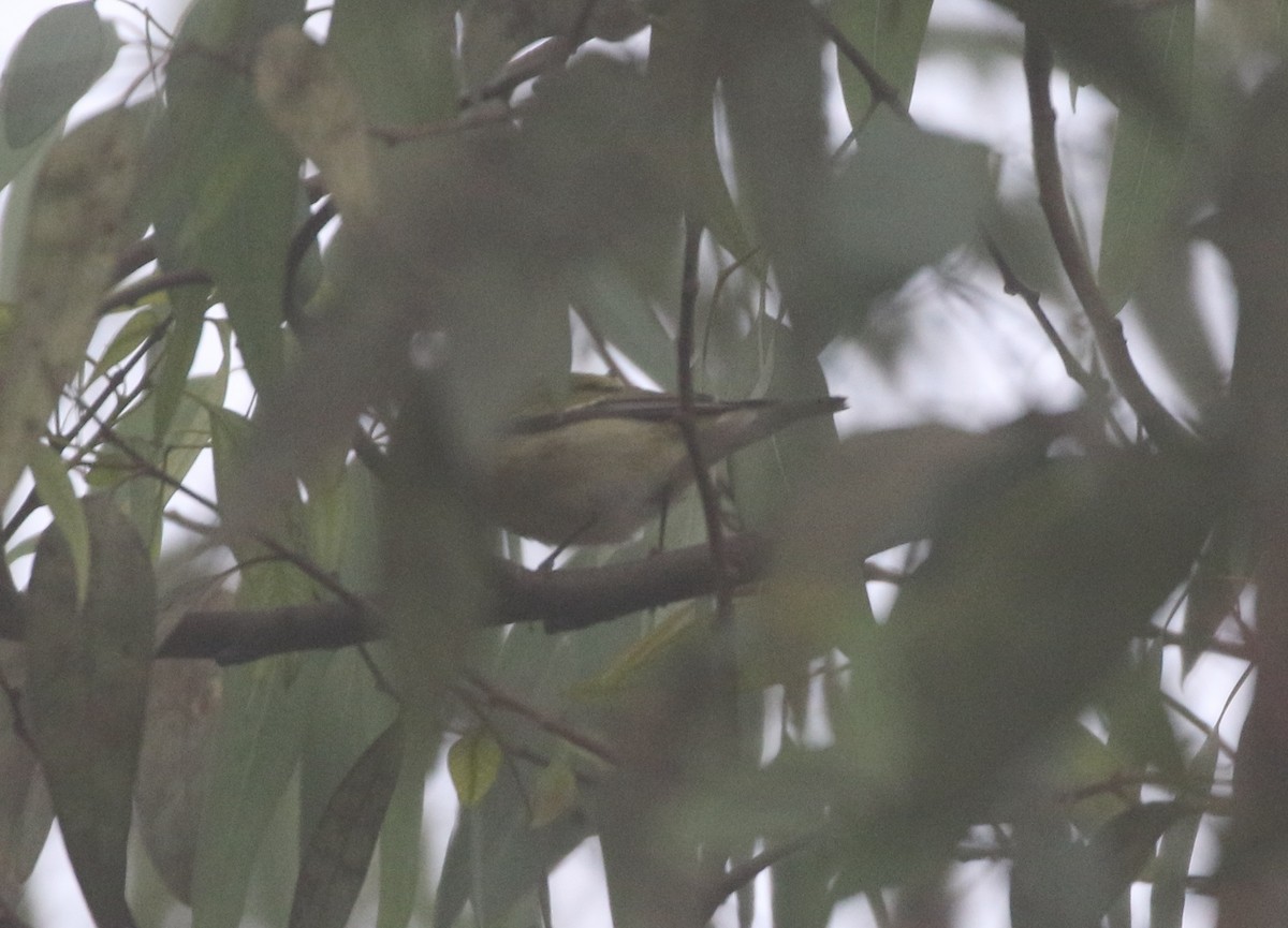 Tennessee Warbler - ML625418377
