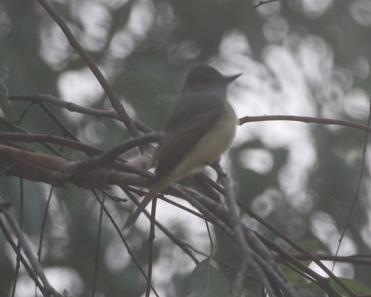 Dusky-capped Flycatcher - ML625418430