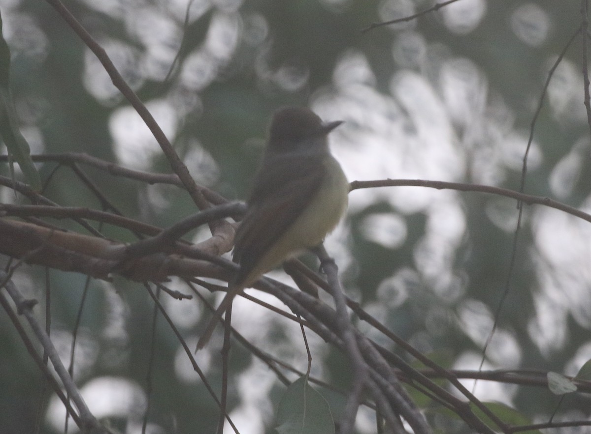 Dusky-capped Flycatcher - ML625418431