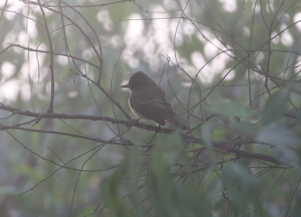 Dusky-capped Flycatcher - ML625418432