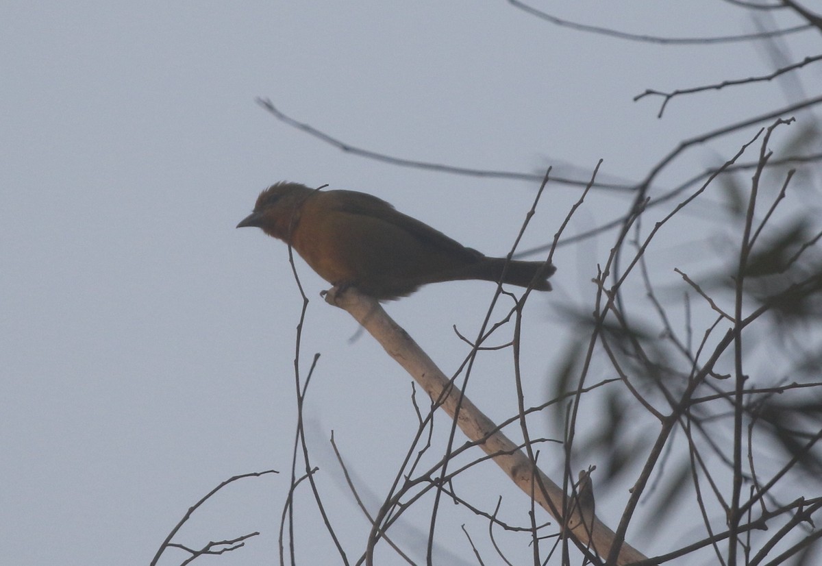 Hepatic Tanager - ML625418474