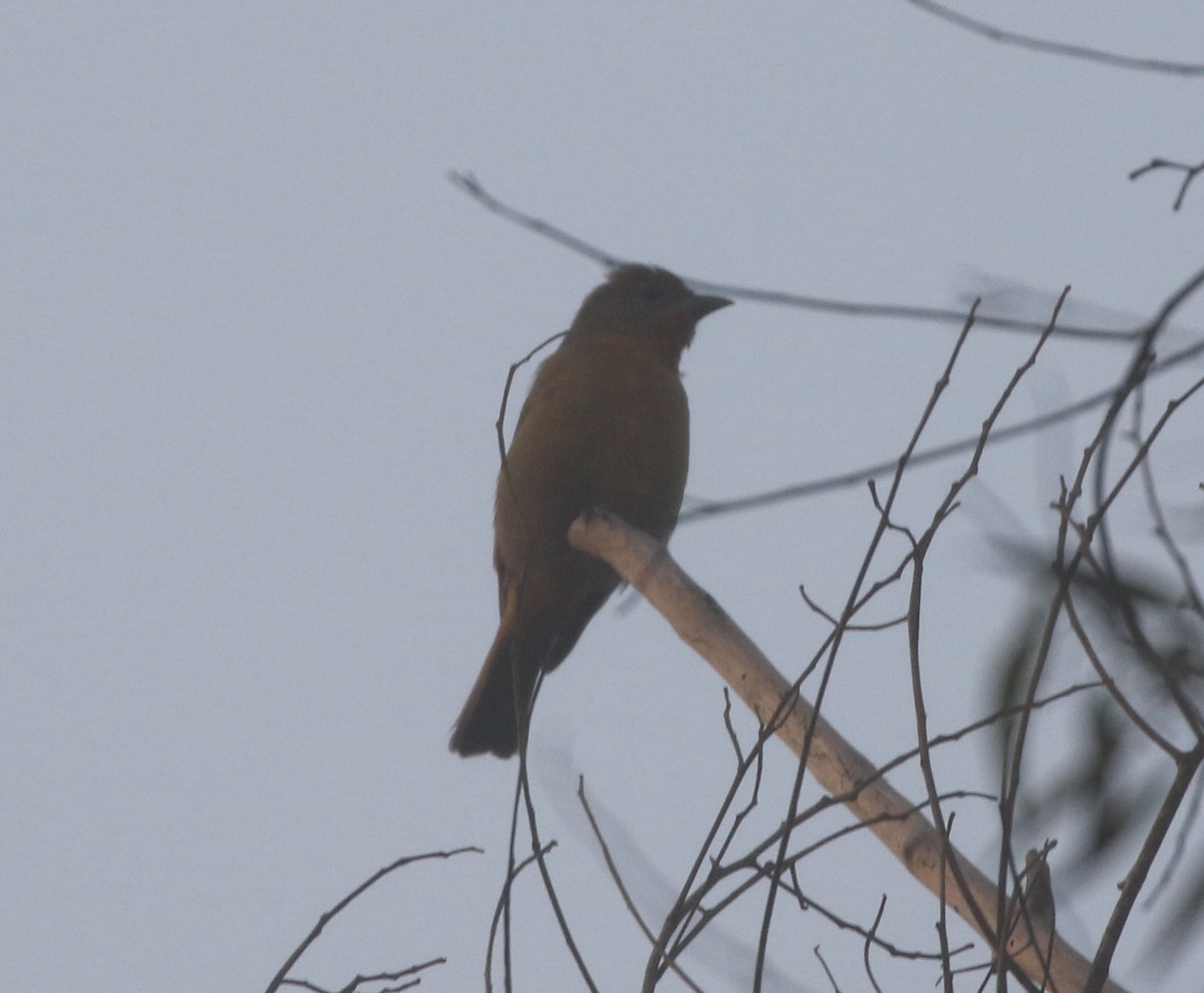 Hepatic Tanager - ML625418475