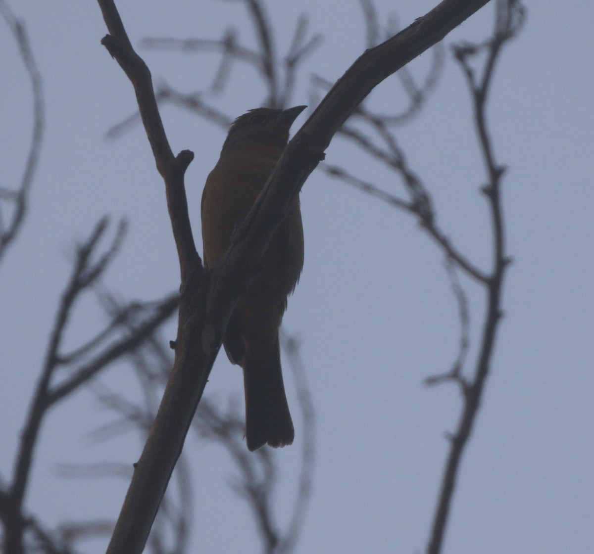 Hepatic Tanager - ML625418476