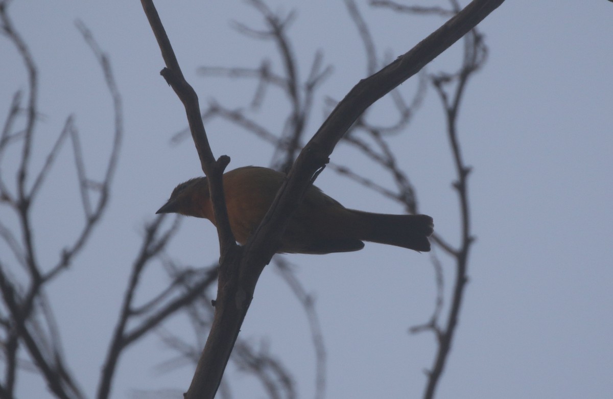 Hepatic Tanager - ML625418477