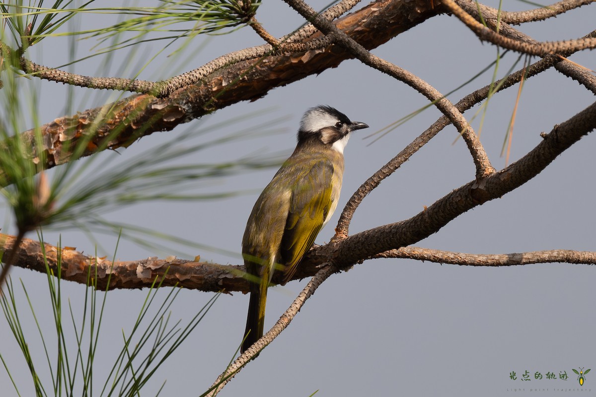 Light-vented Bulbul - ML625418490