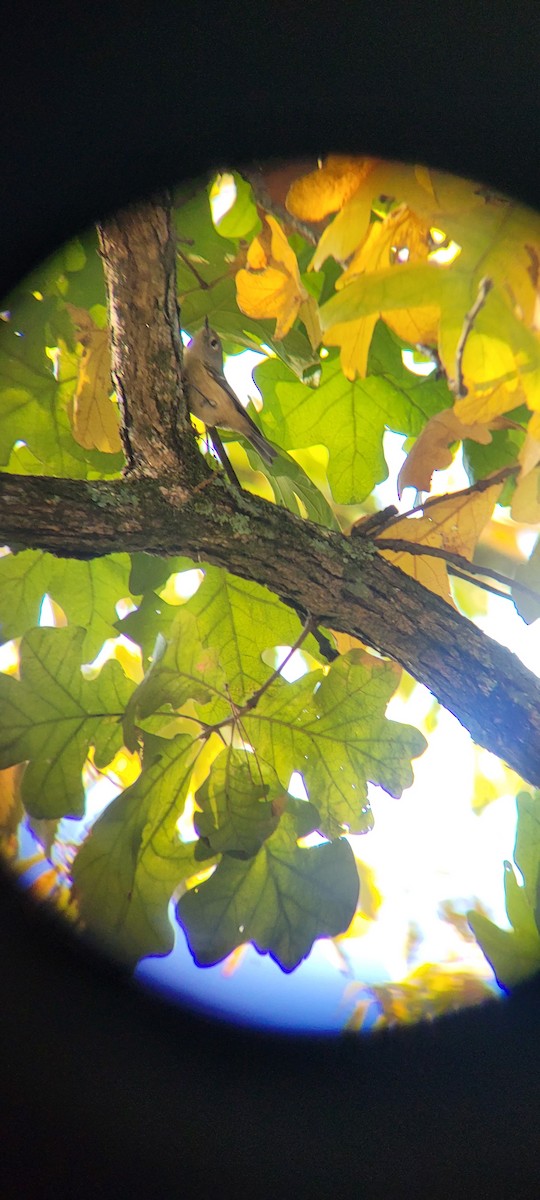 Ruby-crowned Kinglet - ML625418554