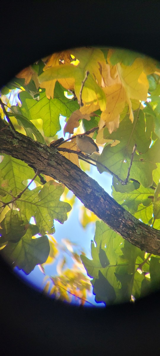 Ruby-crowned Kinglet - ML625418556