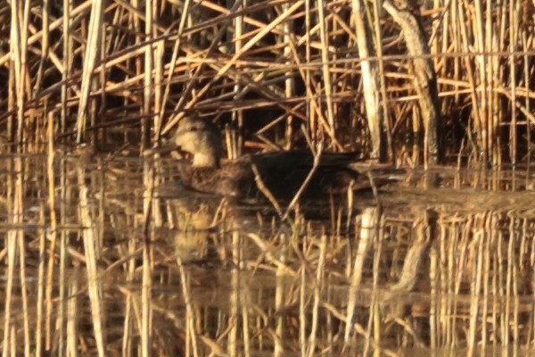 American Black Duck - ML625418558