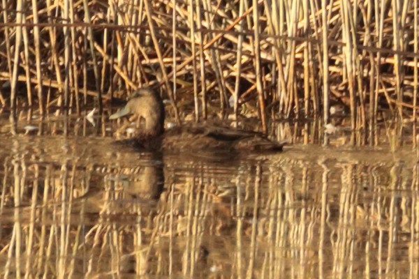 American Black Duck - ML625418559