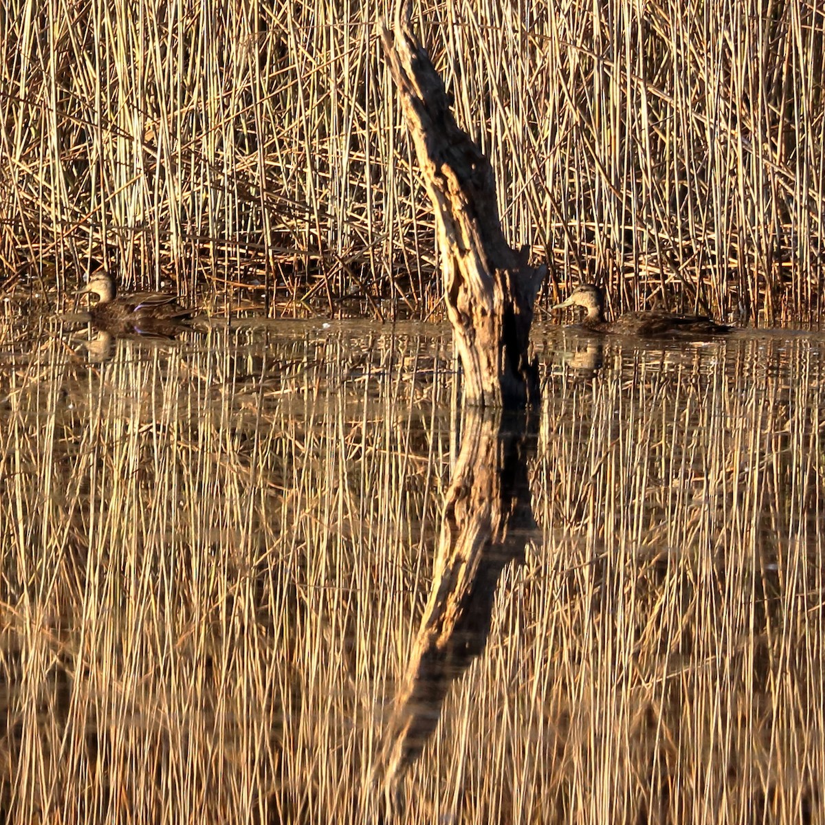 American Black Duck - ML625418560