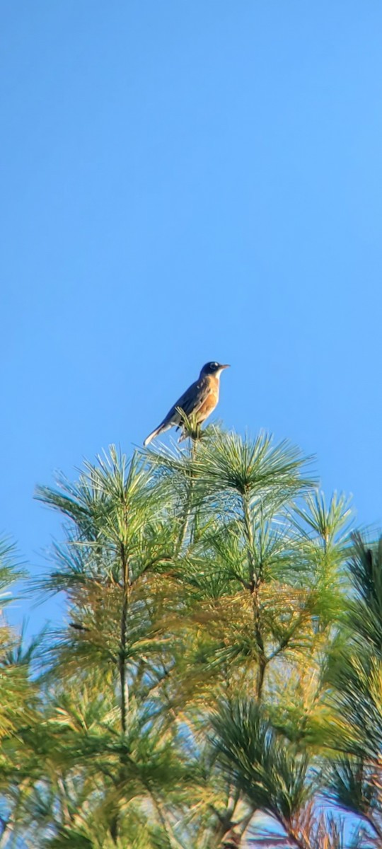 American Robin - ML625418568