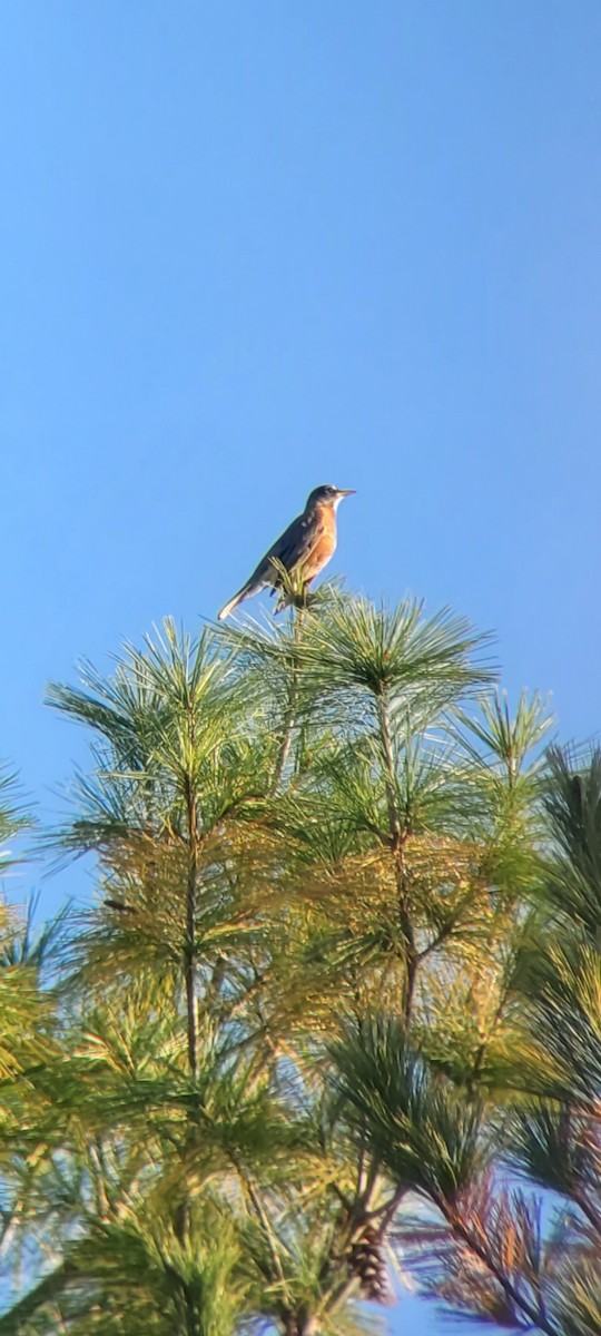 American Robin - ML625418572