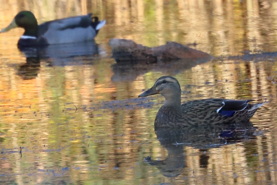 Mallard x American Black Duck (hybrid) - ML625418575