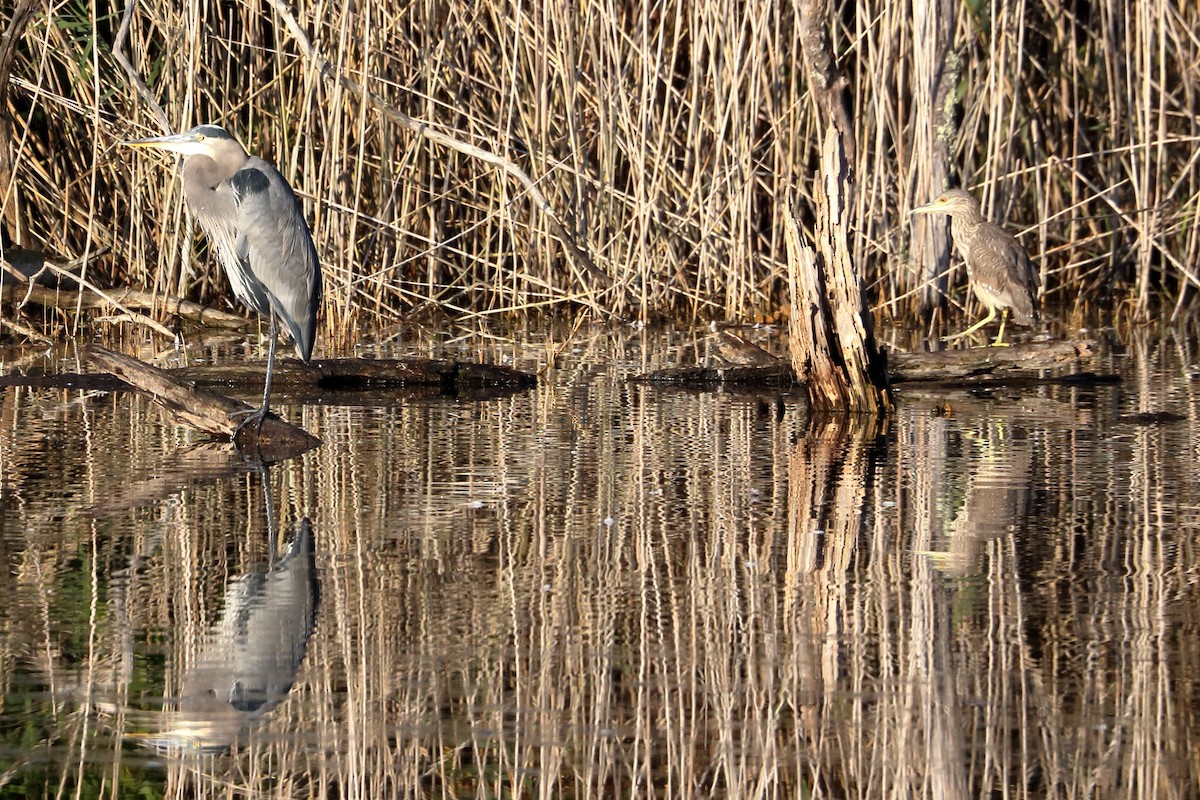 Black-crowned Night Heron - ML625418617