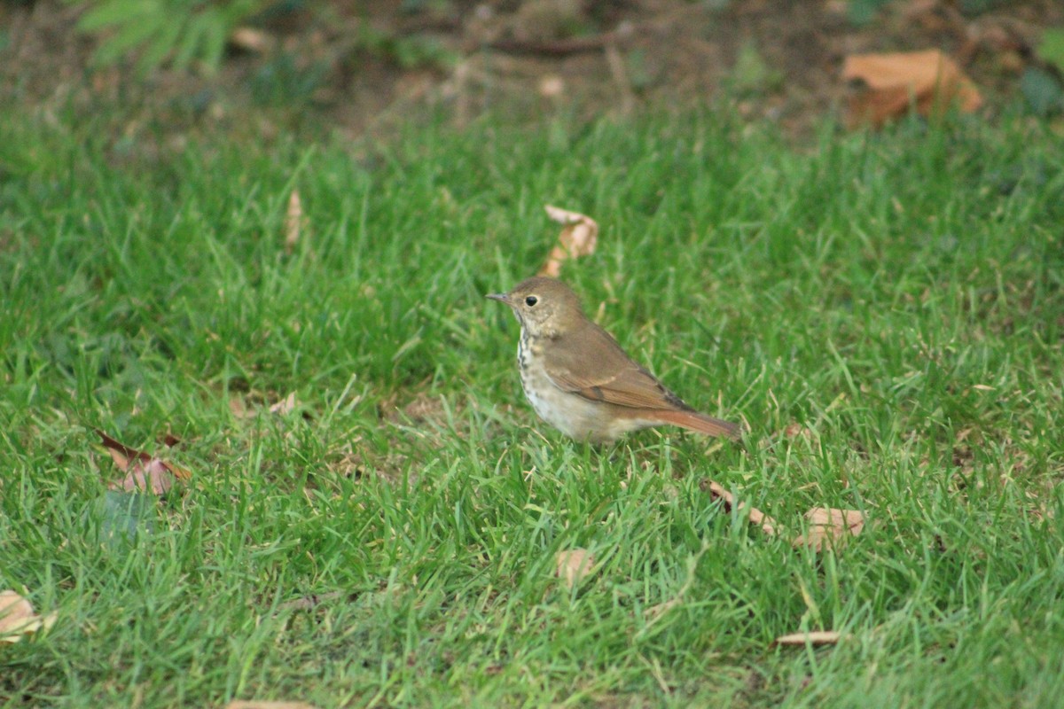 Hermit Thrush - ML625418635