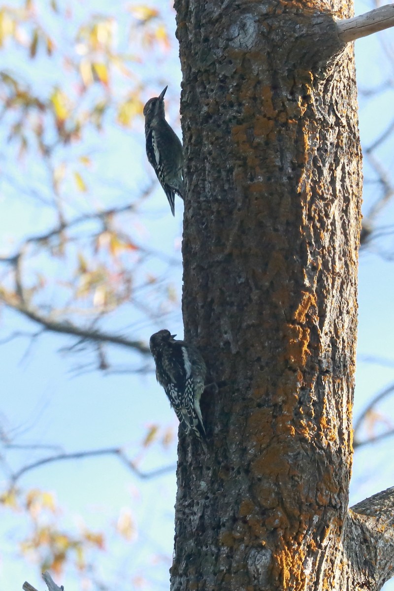 Yellow-bellied Sapsucker - ML625418737