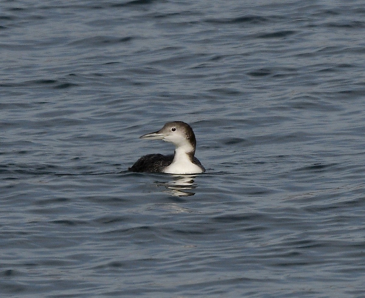 Common Loon - ML625418750