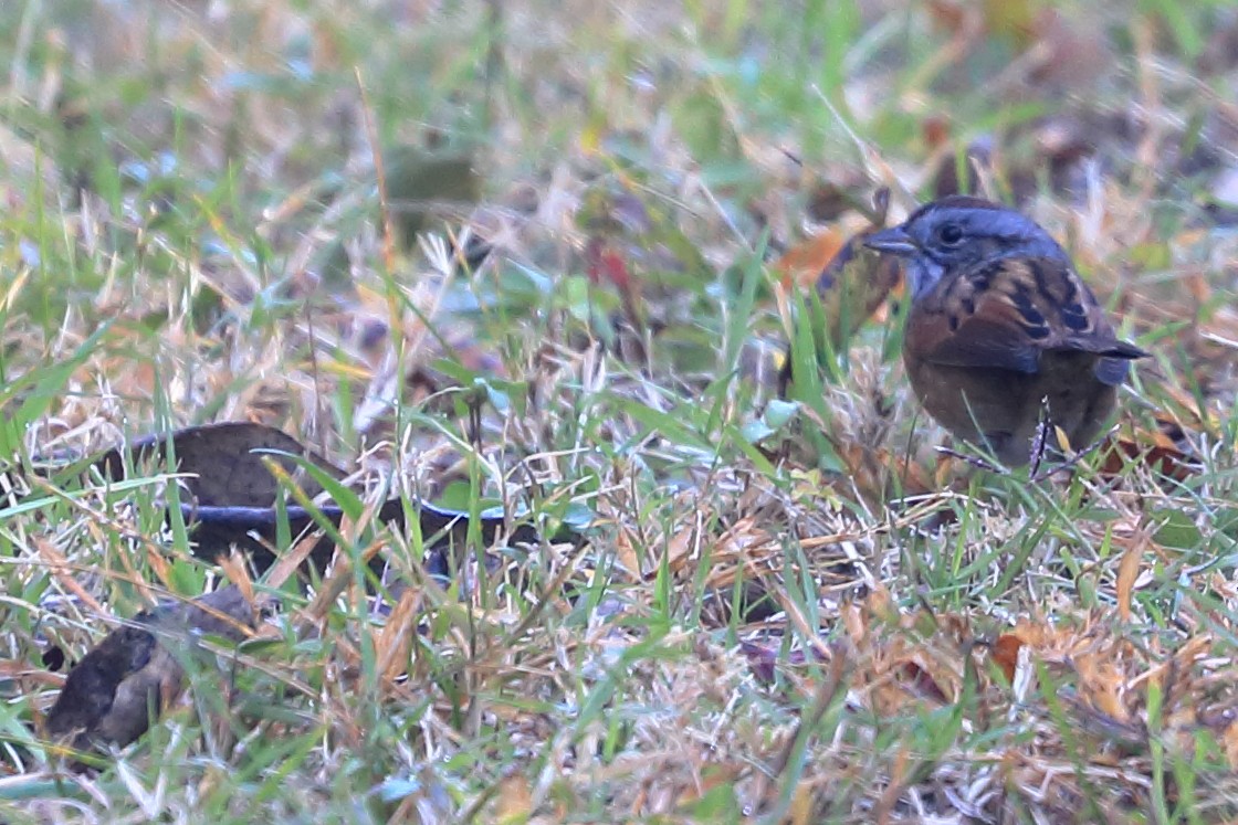 Swamp Sparrow - ML625418755