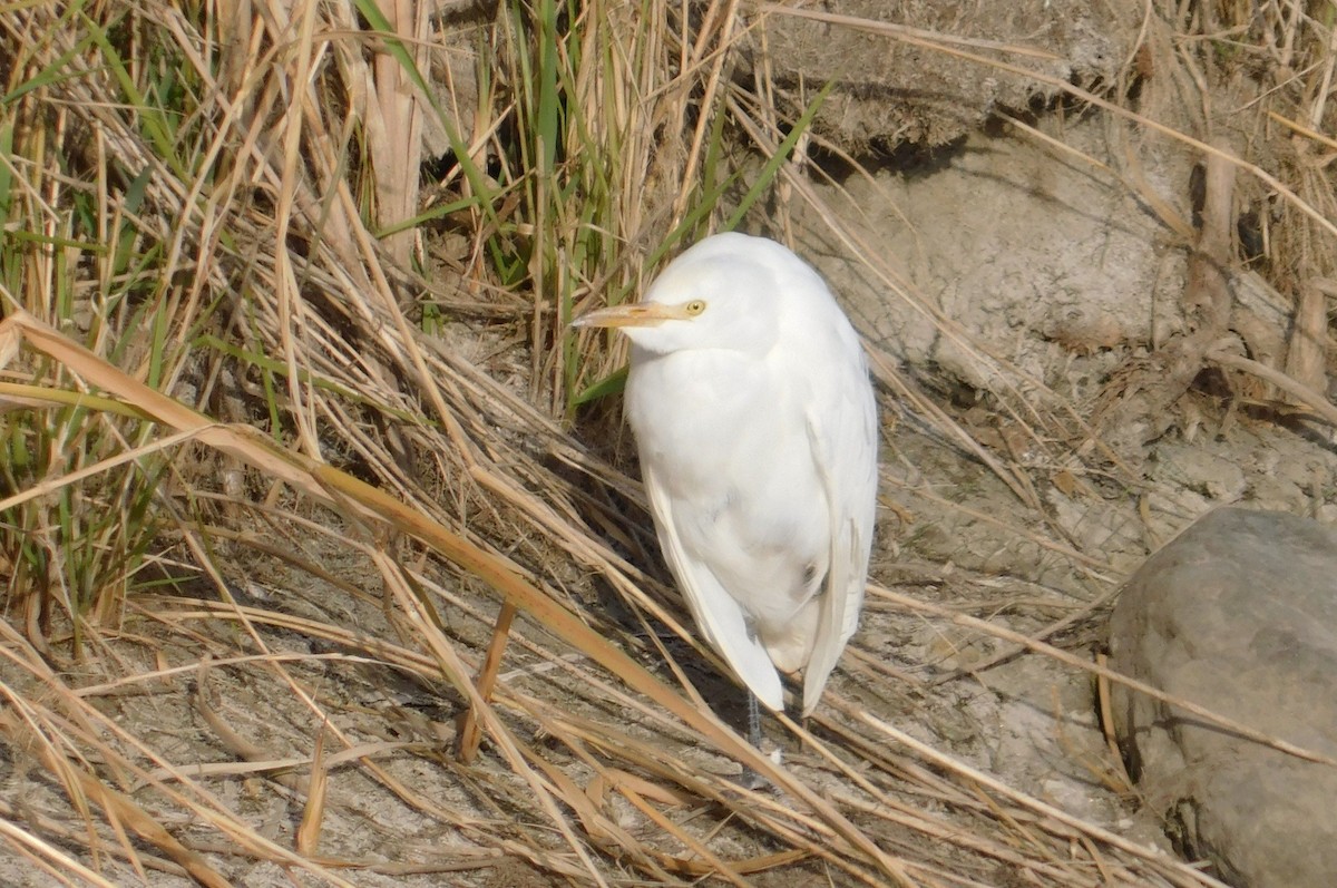 Western Cattle-Egret - ML625418864