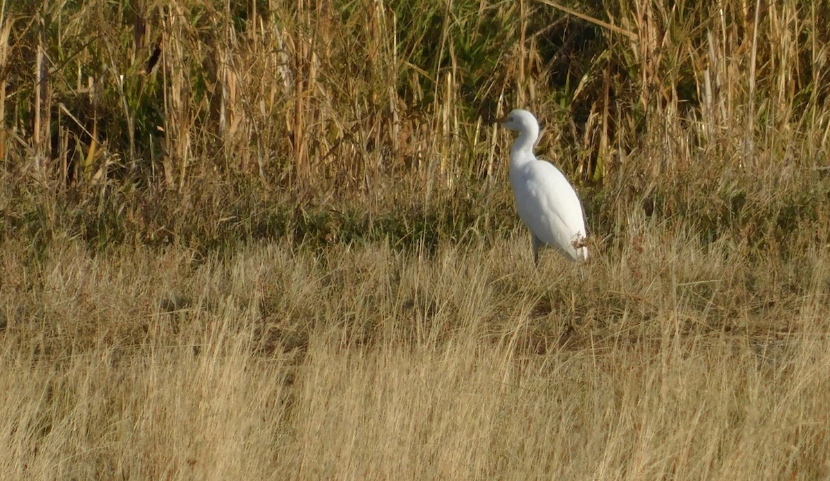 Western Cattle-Egret - ML625418870