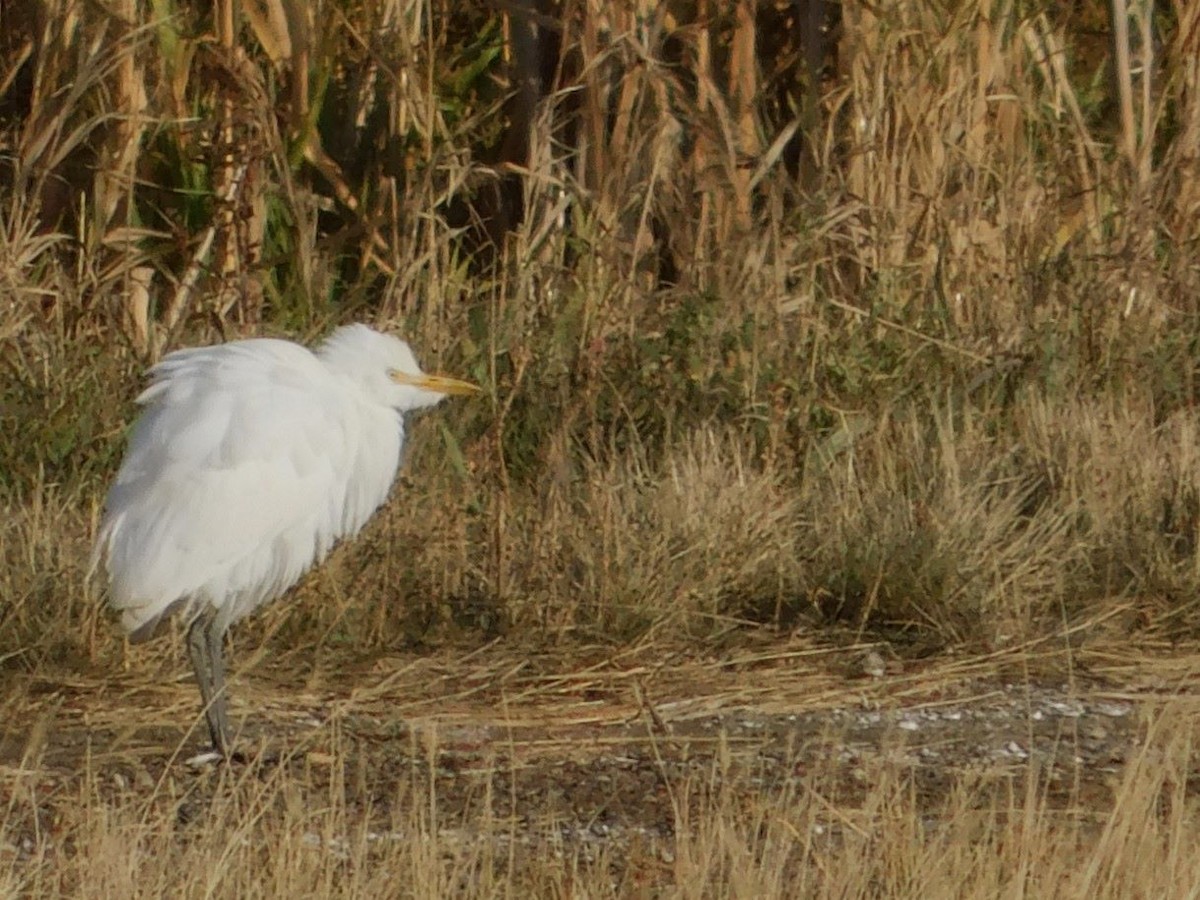 Western Cattle-Egret - ML625418873